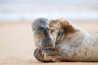 Grey Seal Pup