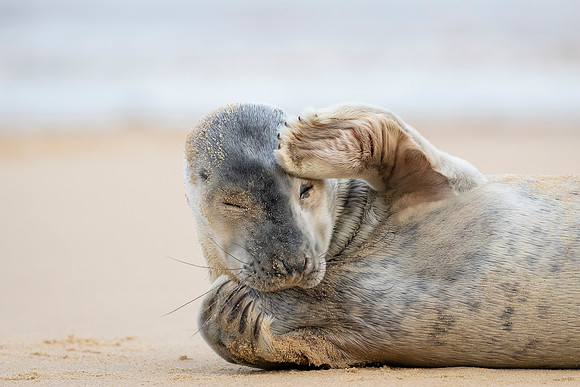 Grey Seal Pup