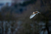 Barn Owl