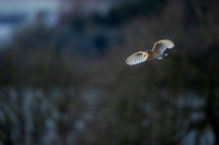 Barn Owl