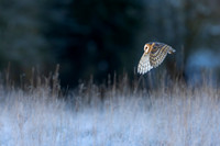 Barn Owl - Frosty Field