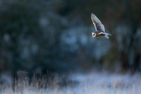 Barn Owl