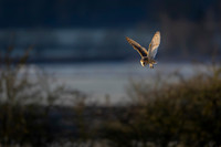 Barn Owl