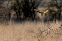 Barn Owl
