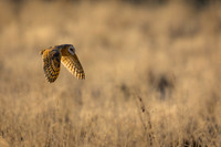 Barn Owl