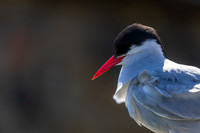 Arctic Tern