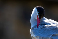Arctic Tern