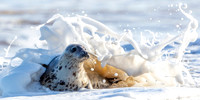 Splash! - Grey Seal