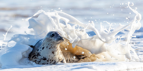 Splash! - Grey Seal