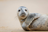 Grey Seal Pup