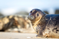Grey Seal