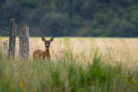 Roe Deer
