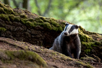 Badger