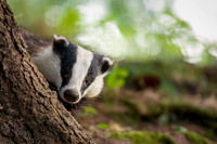 Badger