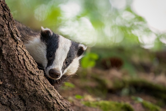 Badger
