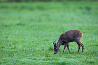 Roe Deer