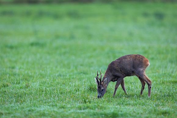 Roe Deer