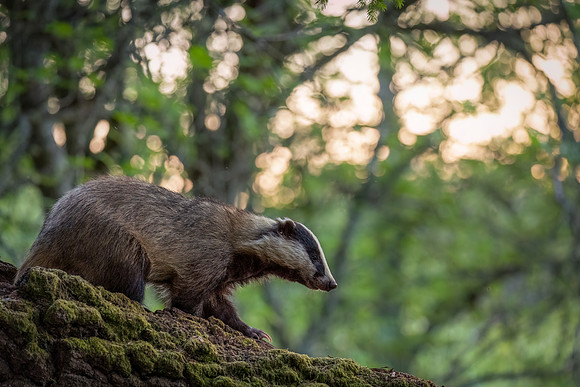 Badger