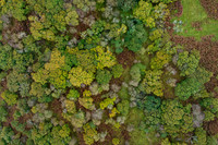 Autumnal Woodland