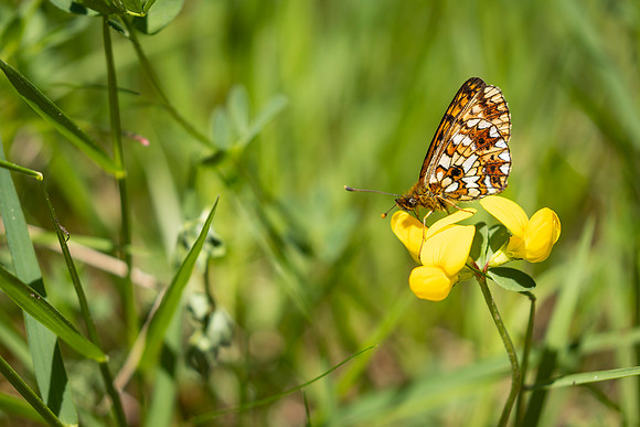 Small Pearl-bordered Fritillary