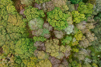 Autumnal Woodland