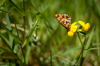 Small Pearl-bordered Fritillary
