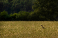 Curlew