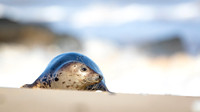 Grey Seal