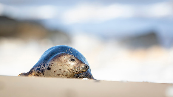 Grey Seal