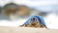 Grey Seal