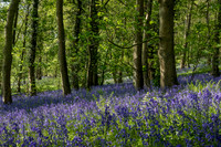 Bluebells