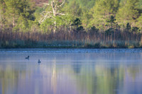 Goldeneye at Dawn