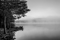 Loch Garten at Dawn