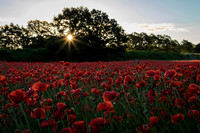 Poppies at Sunrise