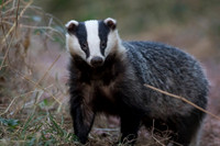 Badger