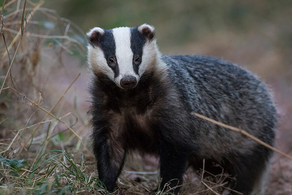 Badger