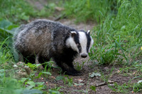 Badger