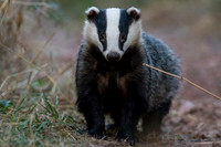 Badger