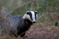 Badger