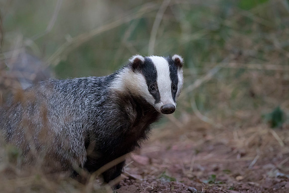 Badger