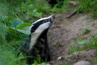 Testing The Air - Badger
