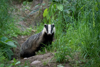 Badger