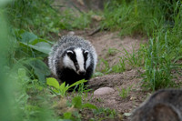 Badger Cub