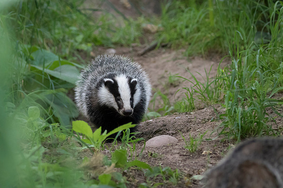 Badger Cub