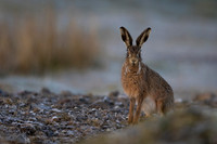 Brown Hare