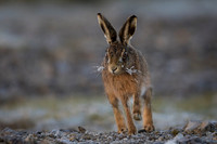 On The Move - Brown Hare