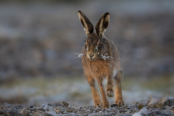 On The Move - Brown Hare