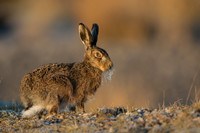 Frozen Whiskers - Brown Hare