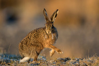 Brown Hare