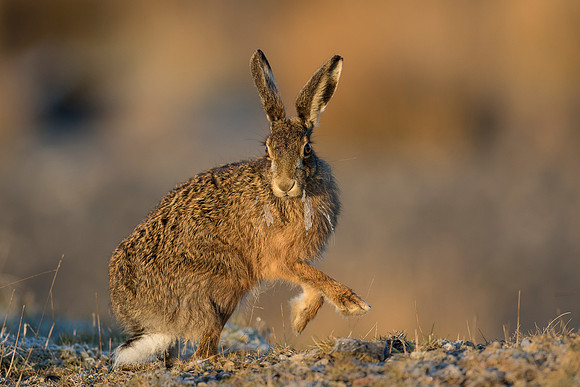 Brown Hare